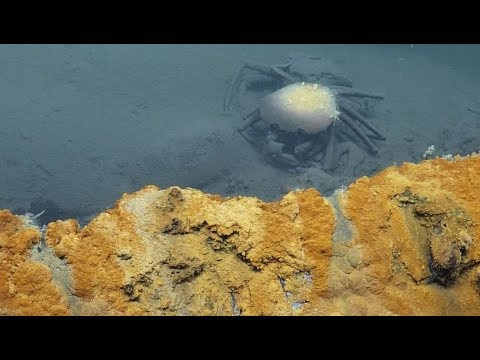 This Lake Was Found At The Bottom Of The Ocean – And No One Who Swims Inside Will Make It Out Alive