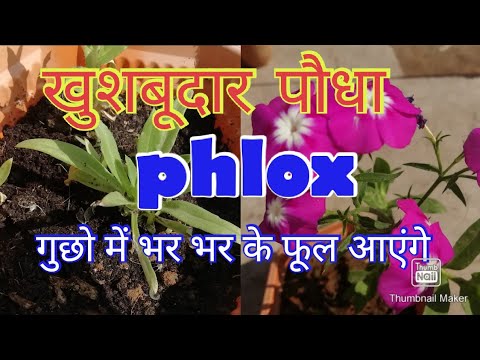 "phlox"ek behad khubsurat plant. how to reportting and care phlox plant. phlox को कैसे लगाए?