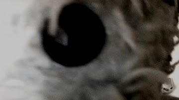 [̲̅m̲̅][̲̅o̲̅][̲̅r̲̅][̲̅t̲̅] ɖ