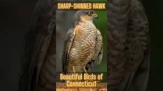 sharp hawk