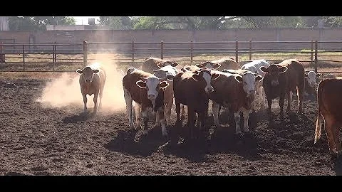 Quanto costa produrre un chilo di carne?