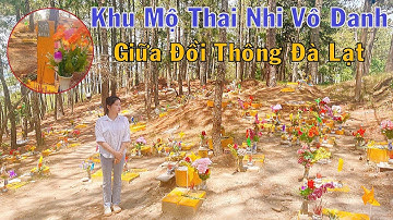 "Ngọn Đồi Tội Lỗi" | Nơi Có Khu Mộ Thai Nhi Vô Danh Nằm Lạnh Lẽo Giữa Đồi Thông Đà Lạt | Củn TV