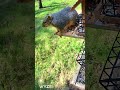 Squirrel at birdfeeder #wildlife #squirrel ￼