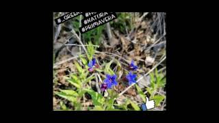 Buona Pasqua Da Green Clover