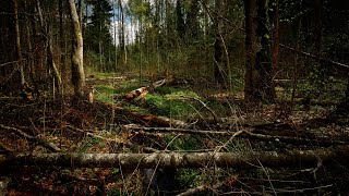 ХРОНИКИ АКАШИ. Дебри