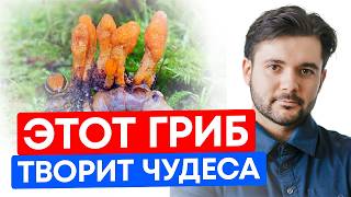 видео: Этот Гриб ЗАМЕДЛЯЕТ СТАРЕНИЕ и ПОВЫШАЕТ ЛИБИДО! Забудьте об УСТАЛОСТИ и СЛАБОМ ИММУНИТЕТЕ. Кордицепс картинка: Этот Гриб ЗАМЕДЛЯЕТ СТАРЕНИЕ и ПОВЫШАЕТ ЛИБИДО! Забудьте об УСТАЛОСТИ и СЛАБОМ ИММУНИТЕТЕ. Кордицепс