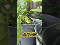 My small Plant but Favorite Squirrel Vegetable 🐿️🌱#shorts #viral #funny #trending #shortvideo #fun