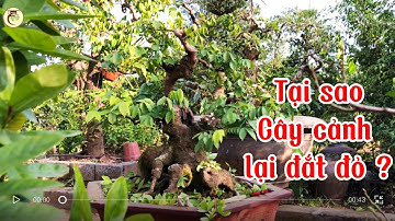 Tại sao giá Cây đắt ? Góc nhìn thật của người làm vườn