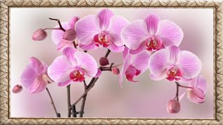 Футаж  Красивые Орхидеи. Сказочный  Мир  Орхидей . Бесплатный Футаж Для Ваших Видео