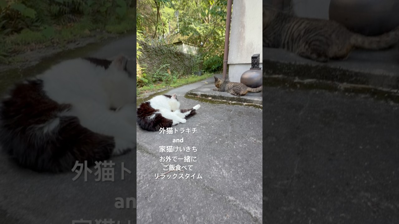 付かず離れず🤣# #cat #猫 #shorts
