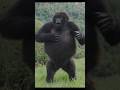 Blackback Gorilla practicing his Chestbeat as he Prepares to be the next Silverback