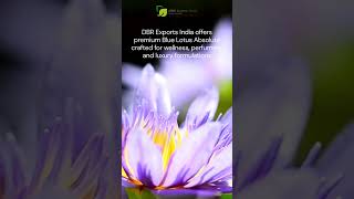 Trusted Source for Authentic Blue Lotus Absolute| Discover Premium Blue Lotus Absolute Online