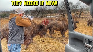 We Had To Dart These Heifers! by Cross Timbers Bison 44,685 views 3 months ago 27 minutes