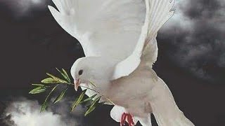 Мои николаевские голуби 🕊️ (молодежь)