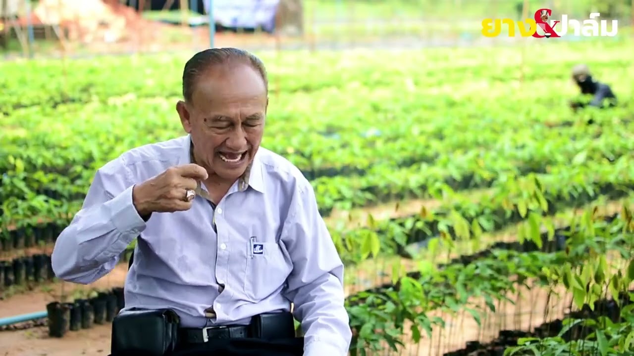 การผลิตพันธุ์ยางบัดดิ้ง KT 311