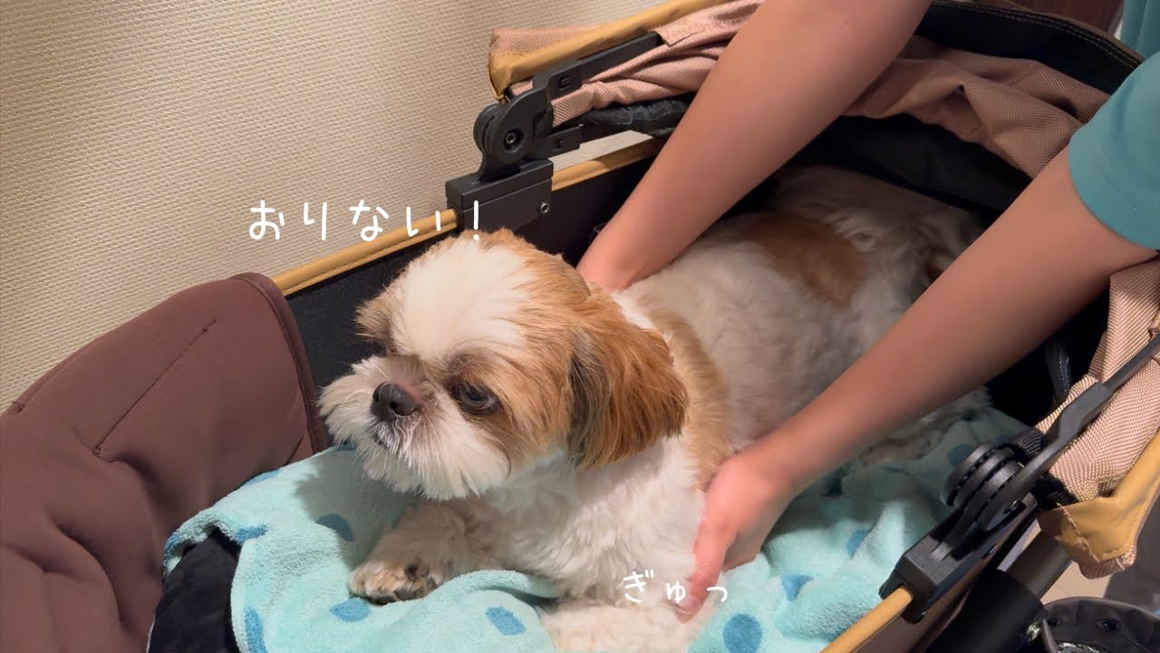 【シーズー】お盆玉あげたらお家に帰ってきてくれなくなりましたw w w【犬Vlog】