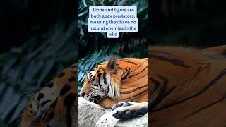 Tigers and Lions Power In The Wild #shorts #tiger #lion #animals