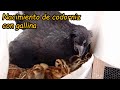 Nacimiento de codornices con gallinas enana - Quail hatchling with dwarf chickens (parte 2)