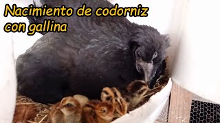 Nacimiento De Codornices Con Gallinas Enana  Quail Hatchling With Dwarf Chickens parte 2
