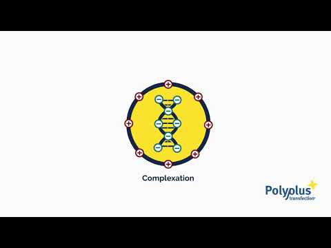 What is transfection    Polyplus transfection 720p