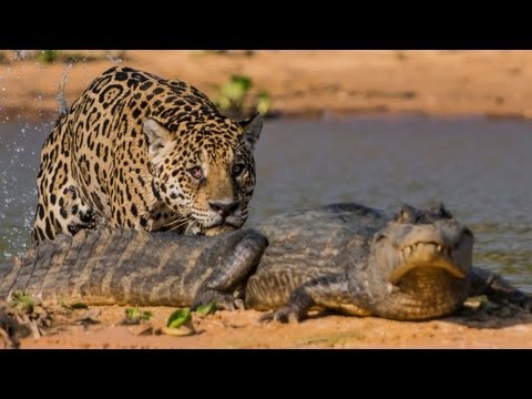 Jaguar Attacks Crocodile: Big Cat Attacks Caiman Crocodile