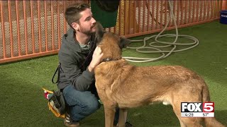 Animal Foundation encourages adoption of overlooked pets