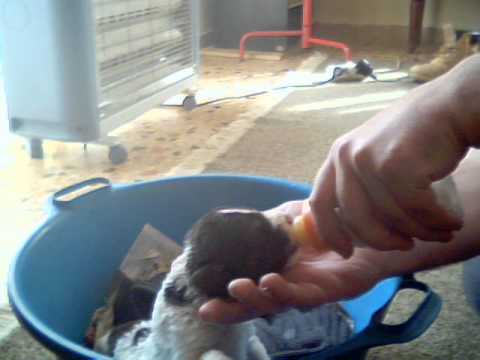 Ταΐζοντας την Όρκα με μπιμπερό (Τσοπανόσκυλο)