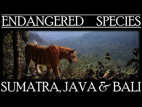 Endangered Species in Sumatra, Java and Bali
