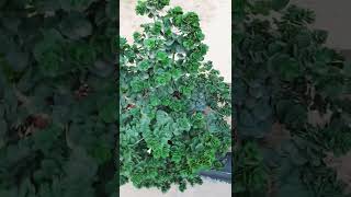 Download Lagu Beautiful Plant ever Green #flowers #naturalbeauty #nature #garden MP3