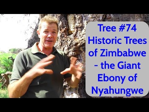 Video: Ebbenhouten boom: foto, kleur. De vrucht van een ebbenhouten boom. Ebbenhouten producten