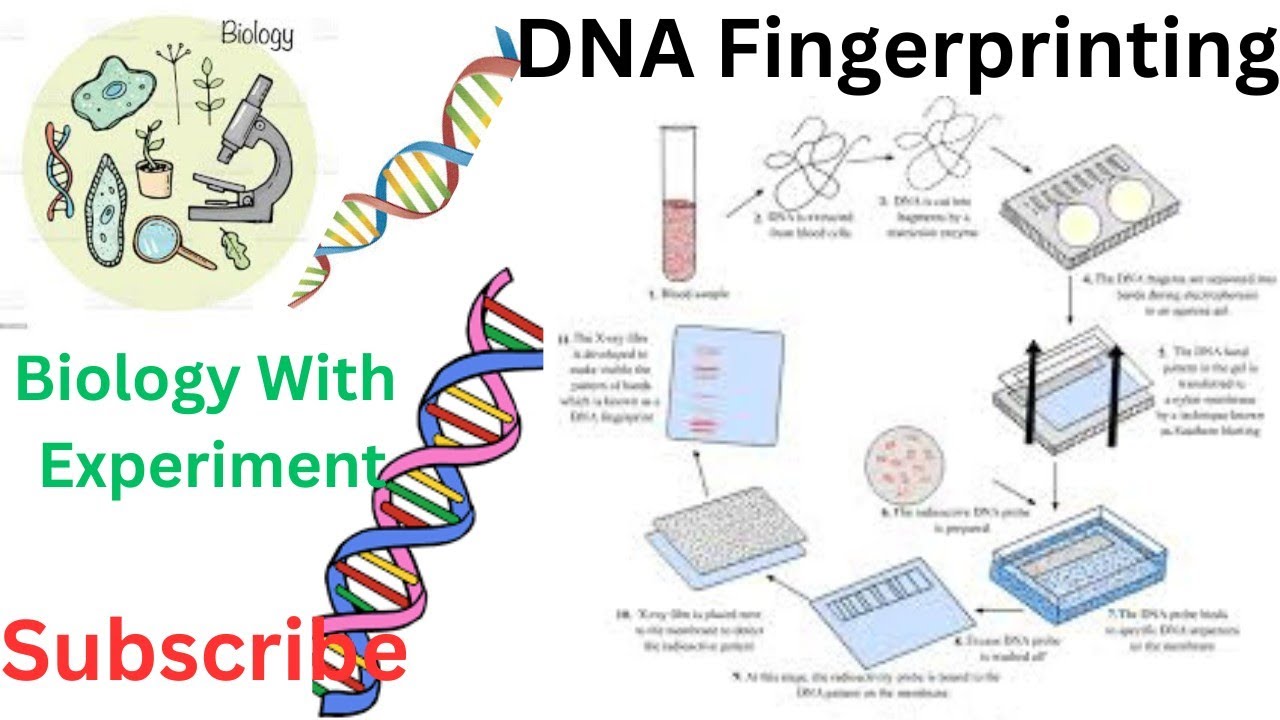 Dna Sign Language DNA Fingerprinting in both language Hindi and English🔥🔥🔥🔥🔥 - YouTube