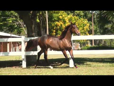 LOTE 02   DOMINICK SHINERS