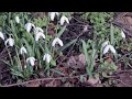 Sgins of spring