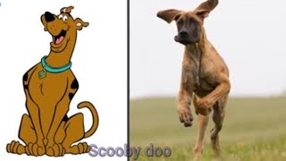 scooby doo in real life,,,, All characters