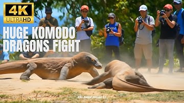 Two huge Komodo dragons fight on Indonesian island