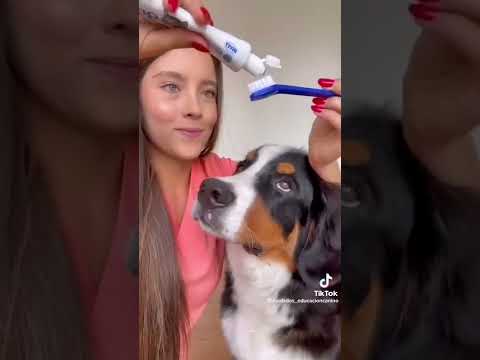 Cómo cepillar los dientes de tu perro 👍👍// #dog #viral #shorts #tiktok #perros #fyp