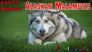 Facts about Alaskan Malamute | educational videos | general knowledge video | animal Facts videos