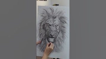 Loudest Roar it is said. 114 Decibels. #charcoalsketches #charcoaldrawing #lion #art #drawing