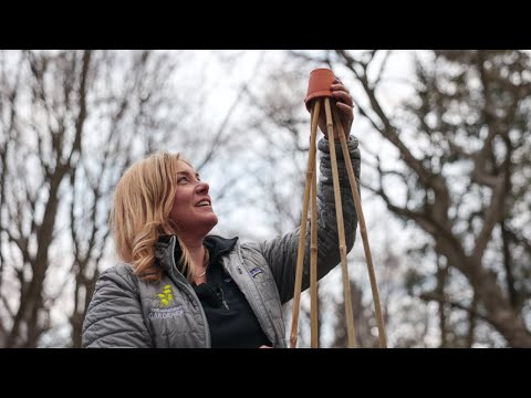 Video: Pæren er en alsidig grøntsag, der bruges både til mad og til plantning