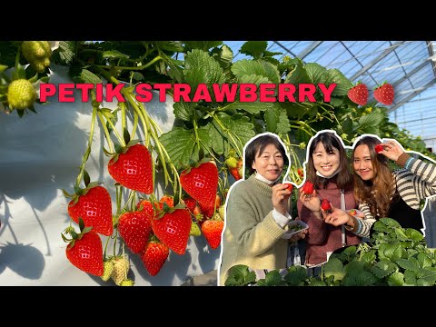 PETIK STRAWBERRY BARENG ADIK IPAR & MAMAH MERTUA JEPANG 🇯🇵