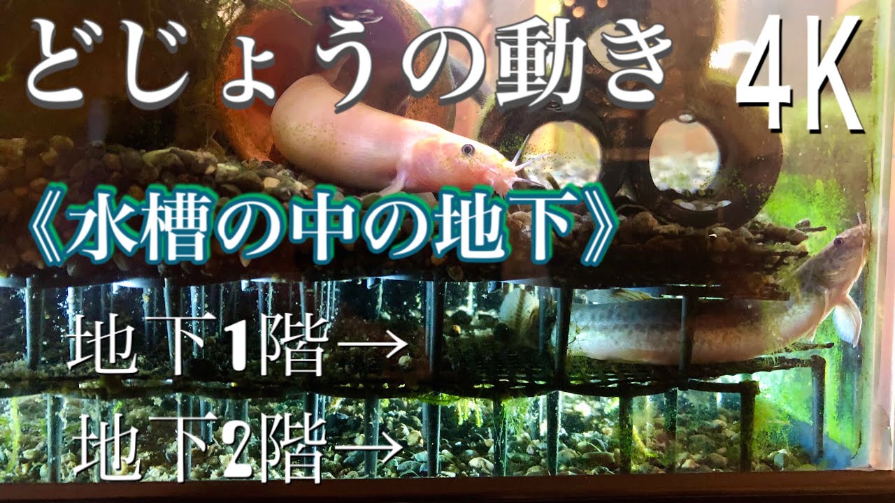 4k どじょうの生態 全てお見せします つアクアリウム Youtube