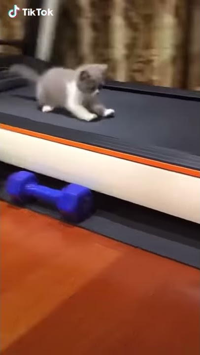 Kucing  lucu lagi olahraga
