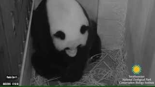 Giant Panda Mei Xiang Giving Birth to Cub August 22, 2015