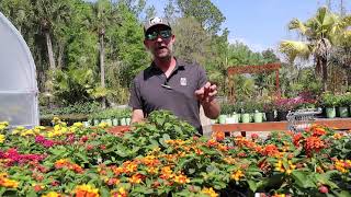 Lantana, pollinator attractor!