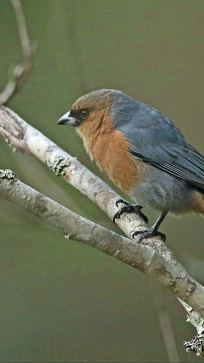 Can birds have cinnamon? #shorts #short