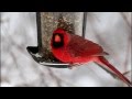Cardinal at Bird Feeder Cardinal at Bird Feeder