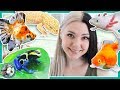 All My Pets in One Video!