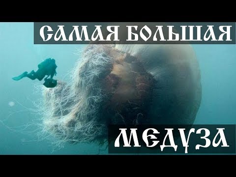 Видео: Какъв размер достига циановата медуза?