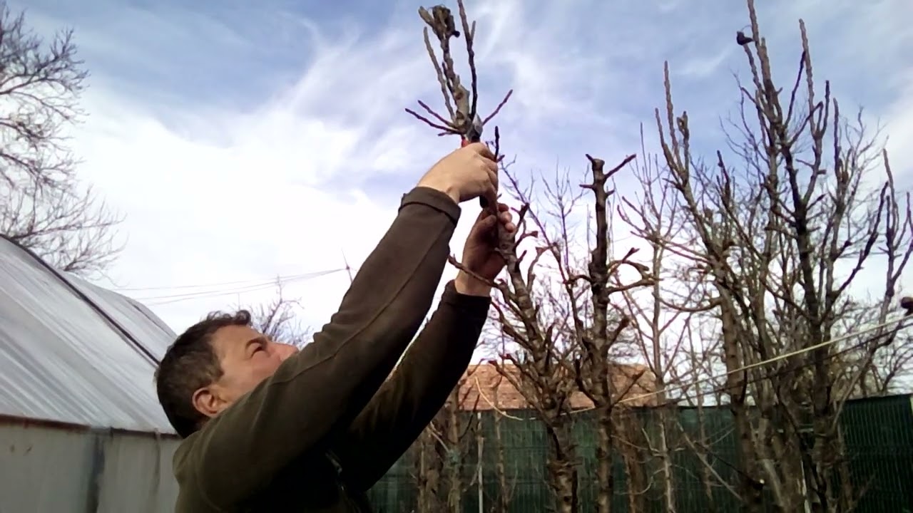 Toaletarea pomilor fructiferi columnari(păr) și explicațiile date pt a putea înțelege și începătorul