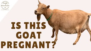 Is this goat pregnant?